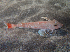 Chelidonichthys obscurus