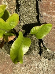 Asplenium oblongifolium