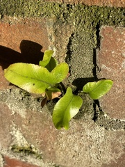 Asplenium oblongifolium