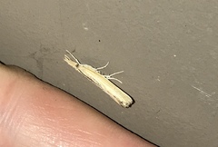 Pediasia dorsipunctellus