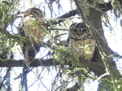 Strix fulvescens