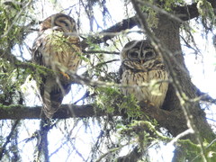 Strix fulvescens image