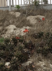 Aloe distans