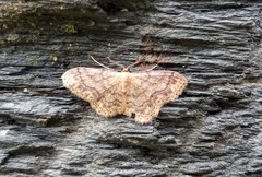 Idaea subsaturata