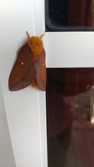 Anisota pellucida