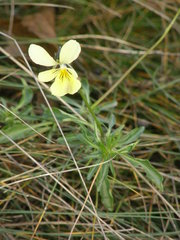Viola lutea calaminaria