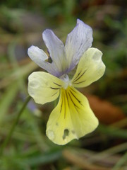 Viola lutea calaminaria