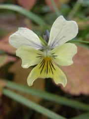 Viola lutea calaminaria
