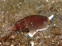 Episcomitra cornicula