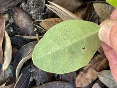 Meryta sinclairii