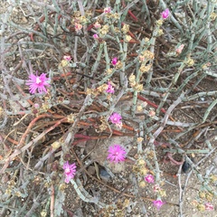 Aizoaceae