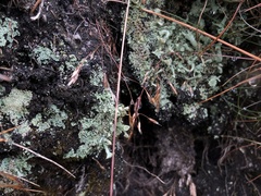 Cladonia