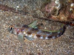Gobius roulei