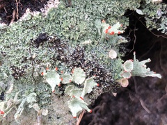 Cladonia