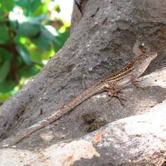 Anolis sagrei