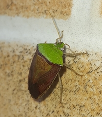 Hypoxys triangularis