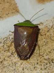 Hypoxys triangularis