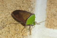 Hypoxys triangularis