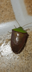 Hypoxys triangularis