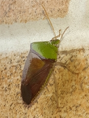 Hypoxys triangularis