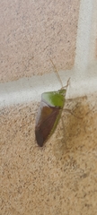 Hypoxys triangularis
