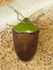 Hypoxys triangularis