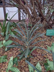 Aechmea lamarchei