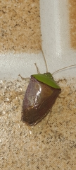 Hypoxys triangularis