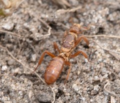 Lasius murphyi