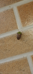 Hypoxys triangularis