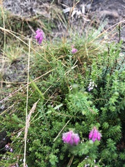 Erica tetralix