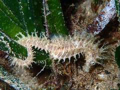 Hippocampus guttulatus