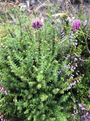 Erica tetralix