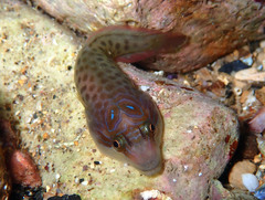 Lepadogaster lepadogaster