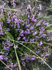 Calluna vulgaris