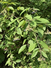 Cornus amomum