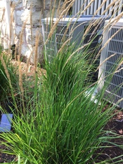 Calamagrostis × acutiflora