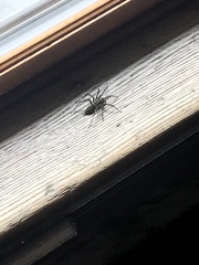 Agelenopsis