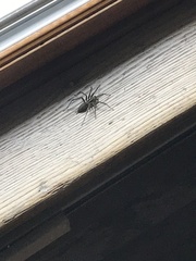 Agelenopsis