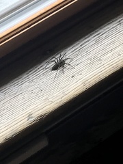 Agelenopsis