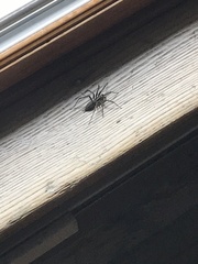 Agelenopsis