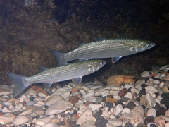 Chelon auratus