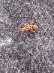 Hemiptera