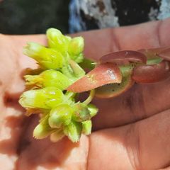 Sempervivum heuffelii