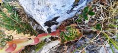 Sempervivum heuffelii