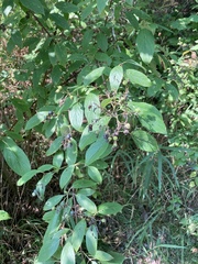 Cornus amomum