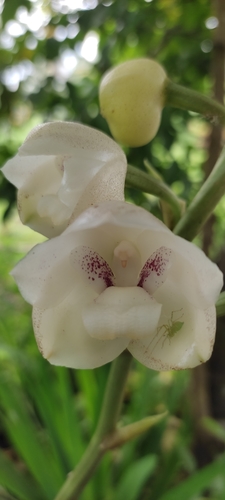 Image of Peristeria elata by (c) Maria Janeiro, some rights reserved (CC BY)
