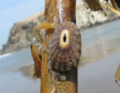 Fissurella limbata