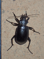 Carabinae