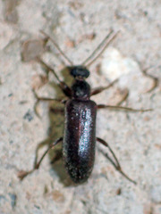 Duboisius